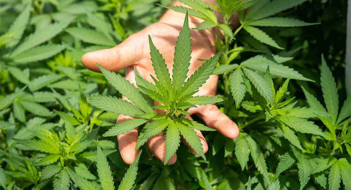 geschichte-von-cannabis